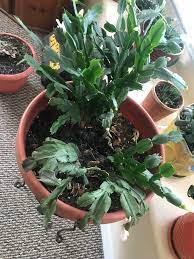 The cutting should consist of at least two or three water the cutting sparingly at first to prevent rotting. Why Is My Christmas Cactus Flowering While Dying I Can T Seem To Figure This Thing Out Gardening