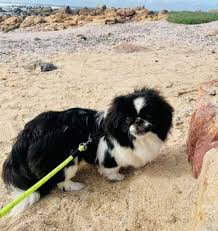 Bulletjie in berg na ongeluk gevind