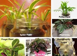Eating amaryllis can cause vomiting, changes in blood pressure, tremors and seizures. Non Toxic Houseplants For Cats Dogs Indoor Gardening Blooming Secrets