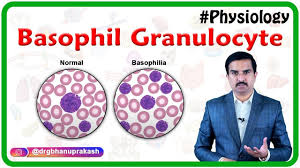 Image result for Basophil Count