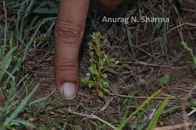 Image result for Anagallis pumila