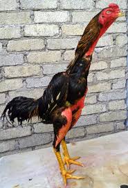 Nyeri punggung dan leher terjadi ketika tulang belakang mengalami luka atau cedera. Punggung Ayam In English Punggung English Translation