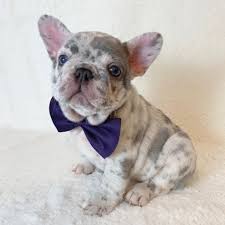 It is a pleasure to see puppies go to homes where they will be loved and appreciated. Cowtown Frenchies Texas French Bulldog Dallas Fort Worth Cowtown Frenchies Bluebonnet Bulldogs Llc