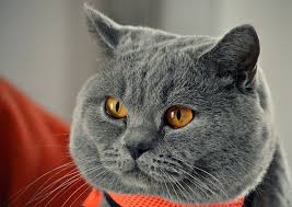 British Shorthair By Kirstenlindeboom British Shorthair Cats British Blue Cat Cute Cats And Kittens
