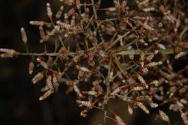 Image result for Hypolytrum heteromorphum