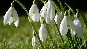 Amazing Visibabe S Kapljicama Kise Wallpaper Hd Pozadine Check More At Http Pozadine Info Proljece Visibabe S Kapljicama Spring Flowers Flowers White Flowers