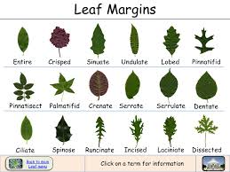 Image result for leaf margin entire
