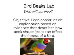 Beaks of finches lab answer key. Beaks Of Finches Lab Pdf Beatstore Literacy Answer For Child Questions