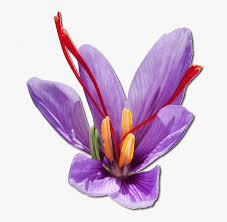 Offering the finest quality of saffron threads. Wholesale Kashmiri Saffron At Best Price Pure Organic Kashmiri Saffron With Best Price Buy Wholesale Kashmiri Saffron At Best Price Pure Organic Kashmiri Saffron With Best Price Kashmiri Saffron Wholesale Kashmiri Saffron