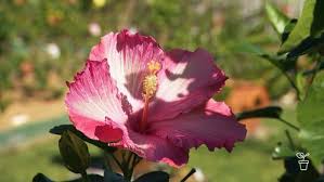 Poco posy is a brisbane florist delivering stunning posies, blooms, floral arrangements and bouquets across brisbane. Heavenly Hibiscus Fact Sheets Gardening Australia Gardening Australia