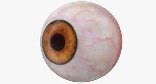 Human Eyeball 3d Model Human Eyeball Human 3d Model