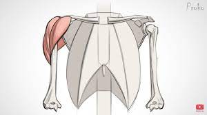 How to draw and shade the human torso. Proko Deltoid Anatomy Anatomy For Artists Anatomy Reference Human Anatomy Drawing