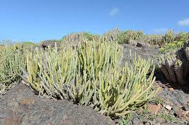 Image result for Kleinia