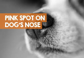 What Does A Pink Spot On My Dog S Nose Mean Find Out