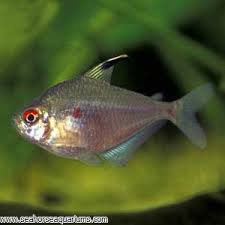 It grows to the size of 64mm and lives for around five years. Bleeding Heart Tetra Seahorse Aquariums Ltd