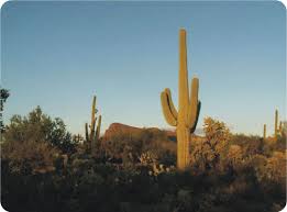 1 what is the difference between cactuses and cacti? Plant Adaptations Read Biology Ck 12 Foundation