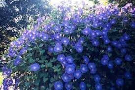 Image result for Ipomoea tricolor