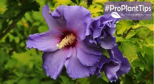 Image result for Hibiscus