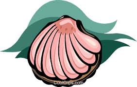 Clam shell clipart and stock illustrations. Download Seashell Clam Shell Royalty Free Vector Clip Art Illustration Muschel Clipart Full Size Png Image Pngkit