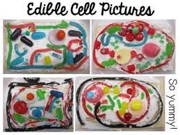 Check spelling or type a new query. Plant Cell Cookies An Engaging Culminating Activity For A Plant Unit