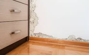 Zwarte schimmel is ons zo bekend omdat sommige van deze soorten ook op voedsel te vinden zijn. Zwarte Plekken Schimmel Aan Muren In Woning Vocht In De Woning
