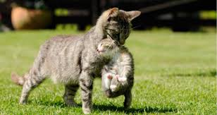 Why Does My Mother Cat Move Only One Kitten Petcoach