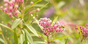 Expedition: Wildflower ID Hike