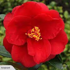 Camellia Royal Velvet Camellia Flowers Velvet