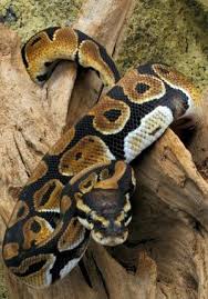 The Natural History Of The Ball Python Python Regius Ball Pythons In The Wild Part 2 Ball Python Python Regius Pet Snake