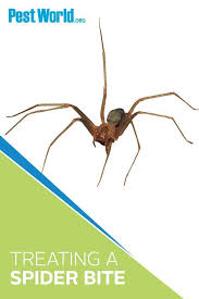Indeed, the black widow is one of the deadliest spiders in the world, according to encyclopedia britannica. Npma S Dr Parada Says That Most Spider Bites Are Harmless But What Happens If You Re Bitten By A Black Widow Or Brow Spider Bites Spider Brown Recluse Spider