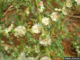Image result for Salsola