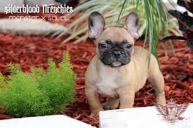 Interested in finding out more about the french bulldog? Blue French Bulldog Puppies The Exotic World Of Blue Chocolate And Lilac French Bulldog Puppies Page 2