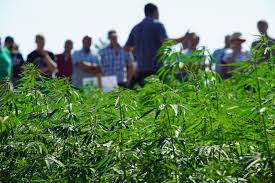 Association de producteurs de chanvre belge issu de cette plante trouve en effet place dans d'innombrables applications. Le Renouveau Du Chanvre Au Grand Duche De Luxembourg