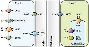These plant parts, work together in coordination, to carry out the normal physiological and biochemical processes of the plant. Frontiers Regulation Of K Nutrition In Plants Plant Science