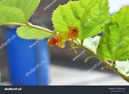 Image result for Grewia avellana