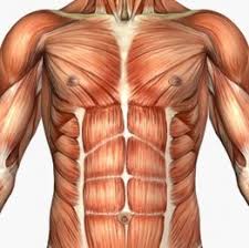 Each of these muscles is a discrete organ constructed of skeletal muscle tissue, blood vessels, tendons, and nerves. Skeletal Muscular System Morales Biology