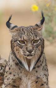 Lynx is the name given to four wild cats from the felidae family. Pin On Animal World