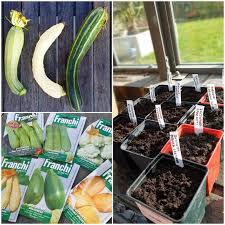 Actually, calcium is so vital for them that. Stay At Home Zucchini Courgettes And Squash Seeds To Sow Grow Your Own Veg Blog Gardening And Food Blog