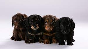 Enjoy our akc registered miniature dachshund puppies in central florida! Mounds View Mn Pet Photos Long Haired Miniature Dachshund Puppies