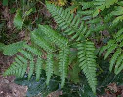 Image result for Pteridium aquilinum