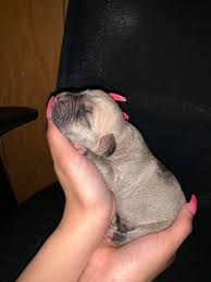 There is much prejudice against black and tan pitbulls because people thought it is a result of crossbreeding. Light Brown With American Pit Bull Bully Terrier Mix Facebook