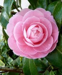 Most Beautiful Pink Flowers In The World Camellia Flower Beautiful Pink Flowers Flower Garden Pictures Pink Flowers