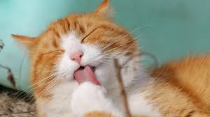 Kisah tikus dan lonceng kucing. Cerita Fabel Kucing Dan Tikus Beserta Ulasan Menariknya 2021 Poskata