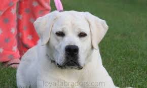 We did not find results for: White Lab Puppy For Sale Loyal Labradors English White Lab Puppies White Labrador Puppy White Lab Puppies Labrador