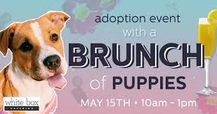 While we love all pets, labeling can be a risky proposition and, at best, a guess. Stray Rescue Of St Louis Adoption Event With A Whole Brunch Of Puppies Adoption Event