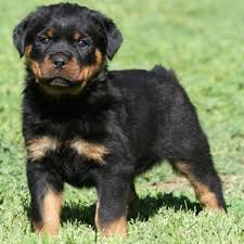 There must be something in the water in virginia, because it produced 4 out of the first 5 us presidents. Vom Eschenhagen Rottweilers Rottweiler Puppy Pictures Rottweiler Puppies Rottweiler Easiest Dogs To Train