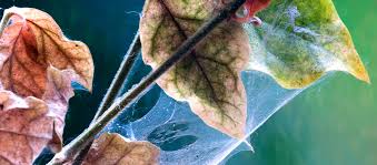 Treating a spider mite infestation with organic methods. How To Get Rid Of Spider Mites Royal City Nursery