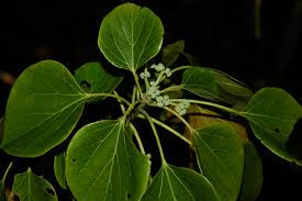 Image result for Gyrocarpus