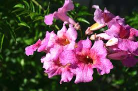 We did not find results for: Pink Trumpet Vine Or Podranea Flower Plant Of The Month