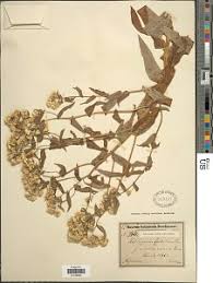 Image result for Aneulophus africanus